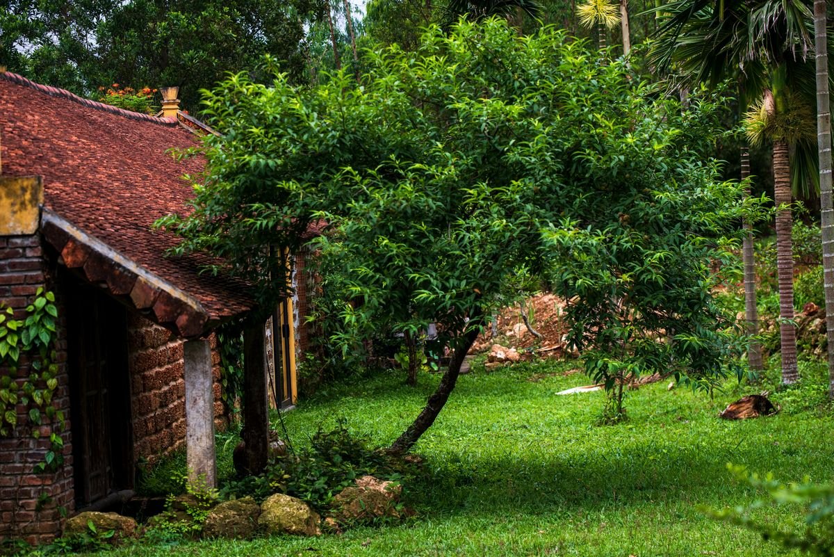 Large tree beside a rural home